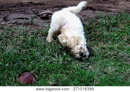An Image Of A Shitsu Dog Tumbling In The Mud In The Park