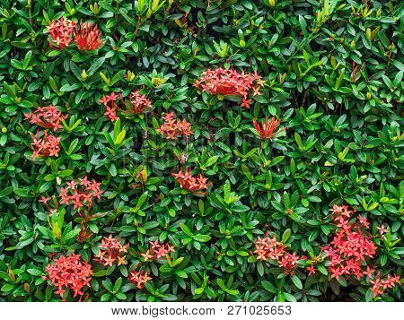 Red Ixora Spike Flower. King Ixora Blooming Ixora Coccinea Flower In The Garden