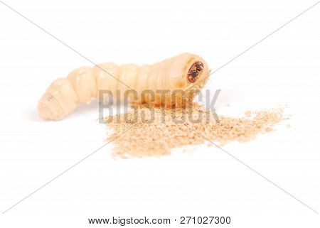 Larva Bark Beetle (scolytinae). Larva Of Bark Beetles Legless Isolated On White Background.