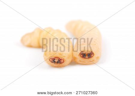 Larva Bark Beetle (scolytinae). Larva Of Bark Beetles Legless Isolated On White Background.