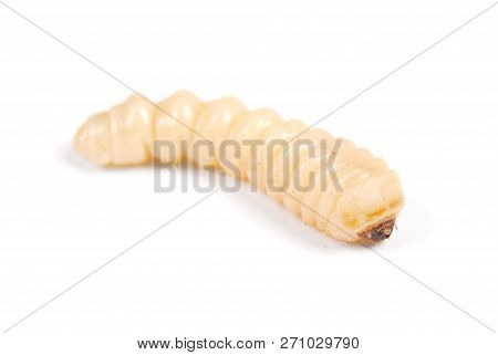 Larva Bark Beetle (scolytinae). Larva Of Bark Beetles Legless Isolated On White Background.