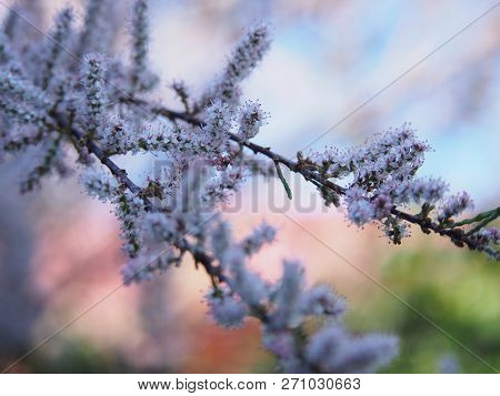 Pink Blossoming Tamarisk Tree, Beautiful Macro Shots.