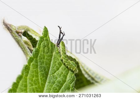 Caterpillar Of Tabby Butterfly  (pseudergolis Wedah) On Its Host Plant Leaf