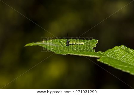 Caterpillar Of Tabby Butterfly  (pseudergolis Wedah) On Its Host Plant Leaf