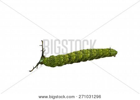 Isolated Caterpillar Of Tabby Butterfly  (pseudergolis Wedah) On White