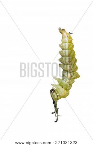 Isolated Mature Caterpillar Of Tabby Butterfly  (pseudergolis Wedah) Preparing To Chrysalis On White