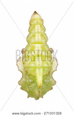 Isolated Pupation To Chrysalis Of Tabby Butterfly  (pseudergolis Wedah) On White