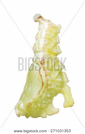 Isolated Pupation To Chrysalis Of Tabby Butterfly  (pseudergolis Wedah) On White