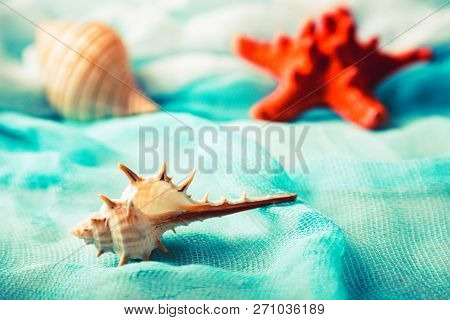 Seashells And Starfish On Cian Background Close Up
