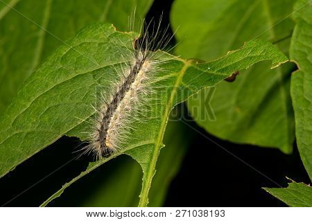 A Close Up Of A Fall Webworm Eating A Leaf In The Garden