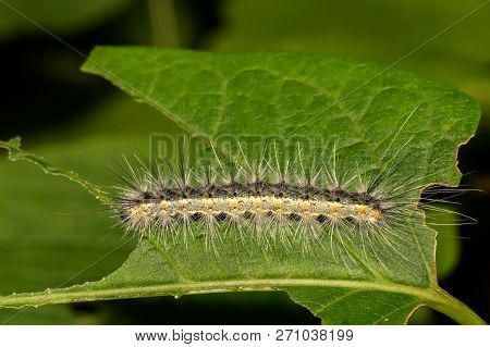 A Close Up Of A Fall Webworm Eating A Leaf In The Garden
