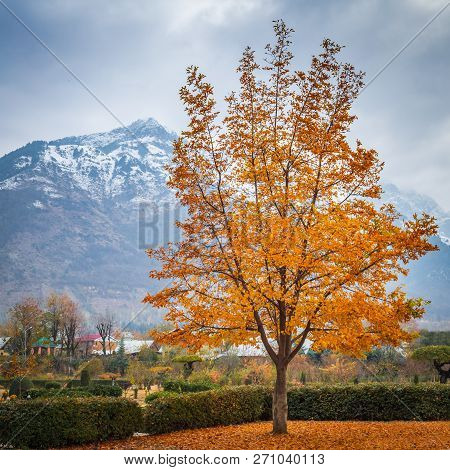 A Tree With Bright Yellow Leaves In Nishat Garden, Kashmir With Snow Covered Zabarwan Mountains In T