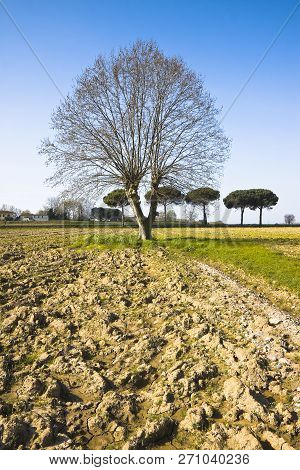 Isolated Plane Tree In A Plowed Field - (tuscany Countryside - Italy)