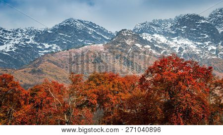Autumn And Winter At The Same Time On Zabarwan Range In Srinagar, Kashmir