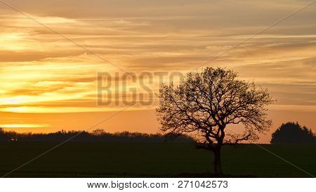 Naked Tree In The Sunset. Panorama. Can Be Used As Background