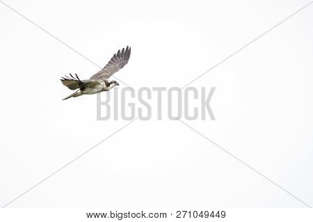 Osprey Over Pond At Atlas Tack Superfund Site In Fairhaven, Massachusetts