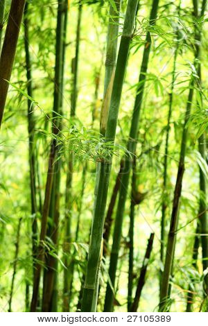 Bamboo tausta luonnossa päivä