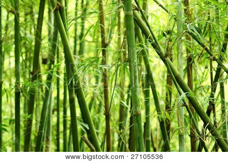 Bamboo tausta luonnossa päivä