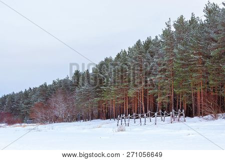 Winter Snowy Pine Forest Narva Bay. Narva-joesuu
