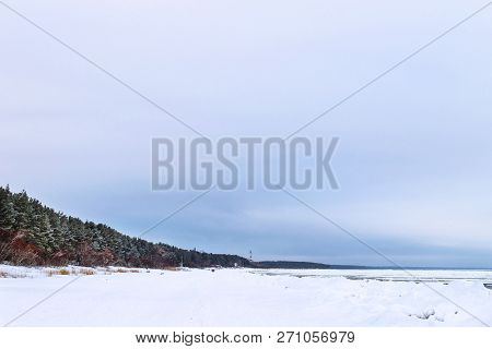 Winter Snowy Pine Forest Narva Bay. Narva-joesuu