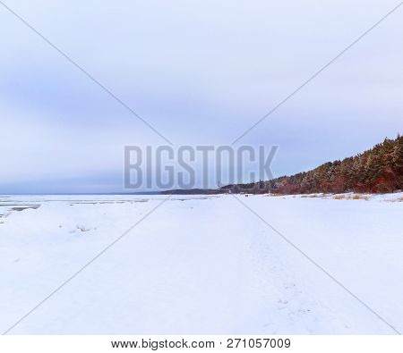 Winter Snowy Pine Forest Narva Bay. Narva-joesuu