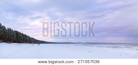 Winter Snowy Pine Forest Narva Bay. Narva-joesuu