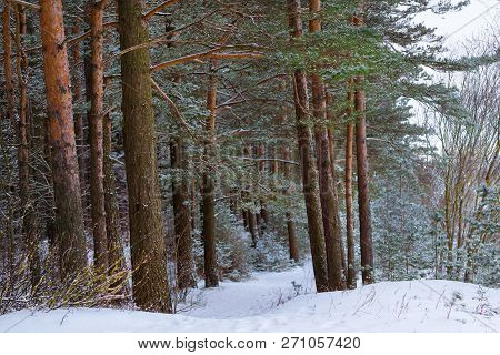 Winter Snowy Pine Forest Narva Bay. Narva-joesuu