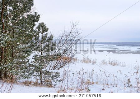 Winter Snowy Pine Forest Narva Bay. Narva-joesuu