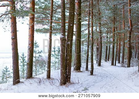 Winter Snowy Pine Forest Narva Bay. Narva-joesuu