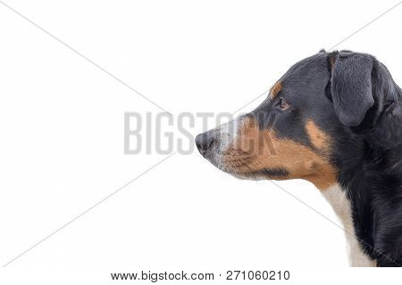 Cute Dog Portrait From White Background - Isolated Appenzeller Mountain Dog