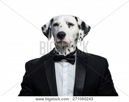 Portrait Of A Dalmatian Dog In A Business Suit