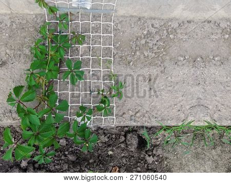 A Vine Of Wild Grapes 'virginia Creeper' With Green Leaves Creeps Up The Metal Grid On A Smooth Conc