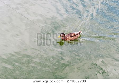 Yellow-billed Duck Anas Undulata Floating In The Lake Kaban.