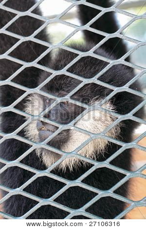 Nærbillede af en Hooded Capuchin abe overvejer liv bag tremmer i en storby-zoo,