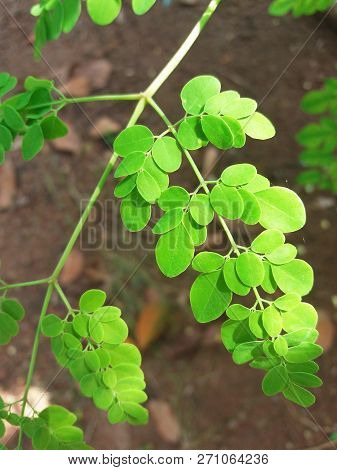 Closeup Picture Of Green Drumstick Tree Leaves