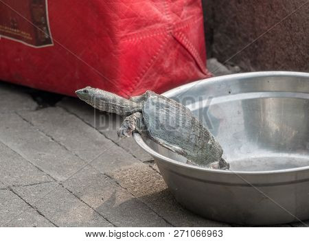 Containers Of Turtles And Fish For Sale After Catch In River Hai In Tianjin