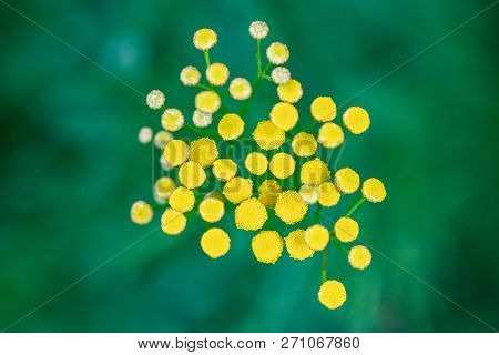 Tansy Flowers Close Up. Tanacetum Vulgare Blossom Plant. Yellow Healthy Herb Flowers, Macro View.