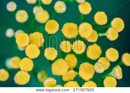 Tansy Flowers Close Up. Tanacetum Vulgare Blossom Plant. Yellow Healthy Herb Flowers, Macro View.