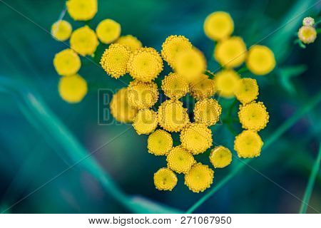 Tansy Flowers Close Up. Tanacetum Vulgare Blossom Plant. Yellow Healthy Herb Flowers, Macro View.