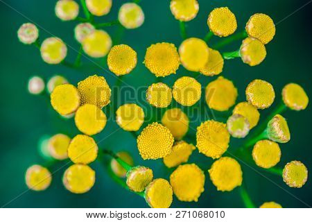 Tansy Flowers Close Up. Tanacetum Vulgare Blossom Plant. Yellow Healthy Herb Flowers, Macro View.
