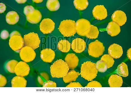 Tansy Flowers Close Up. Tanacetum Vulgare Blossom Plant. Yellow Healthy Herb Flowers, Macro View.