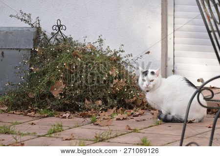 White Cat At The Terrace During Late Autumn.