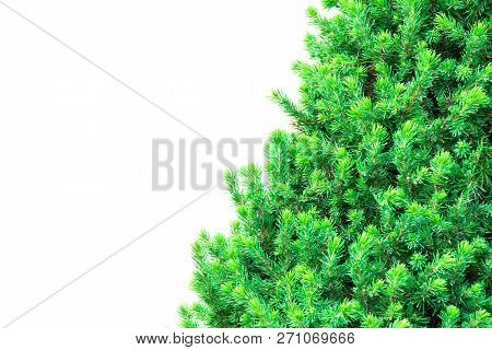 Christmas Tree Isolated On A White Background Without Any Decorations.