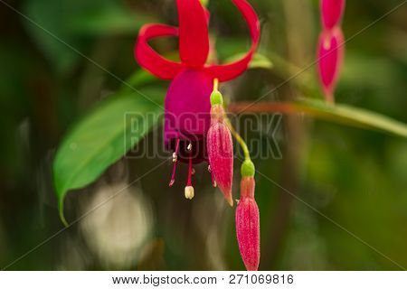Hanging Fuchsia Flowers In The Garden.fuchsia Magellanica Flower.