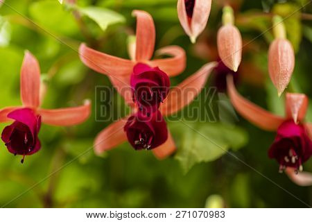 Hanging Fuchsia Flowers In The Garden.fuchsia Magellanica Flower.