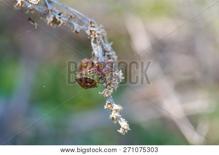 Sloe Bugs (dolycoris Baccarum) Threesome Gathered On Dry Grass During The Breeding Season.