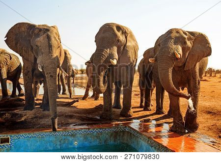 African Elephants Visit The Camp Swimming Pool To Drink Fresh Water. The Elephants Are Regular Visit