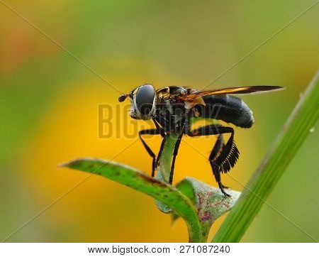Feather-legged Fly Trichopoda Pennipes, A Parasite Of Stink Bugs Used For Biological Controls