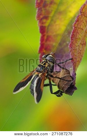 Feather-legged Fly Trichopoda Pennipes, A Parasite Of Stink Bugs Used For Biological Controls