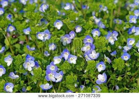 Flowers Of Veronica Persica (birdeye Speedwell, Common Field-speedwell, Persian Speedwell, Large Fie